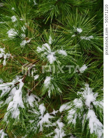 Winter forest scenery in Korea 50371210