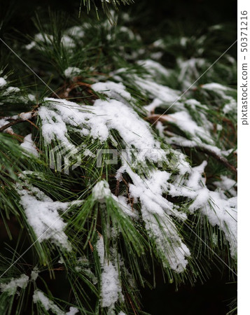 Winter forest scenery in Korea 50371216