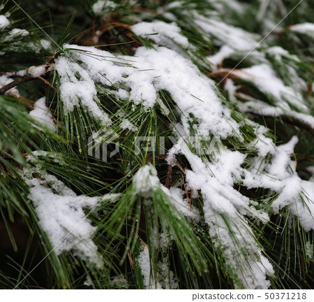 Winter forest scenery in Korea 50371218
