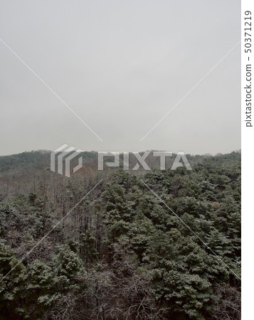 Winter forest scenery in Korea 50371219