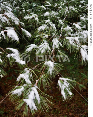 Winter forest scenery in Korea 50371220