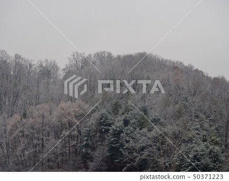 Winter forest scenery in Korea 50371223