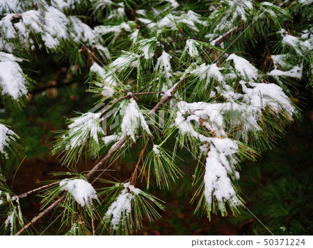 Winter forest scenery in Korea 50371224