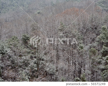 Winter forest scenery in Korea 50371249