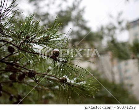 Winter forest scenery in Korea 50371252
