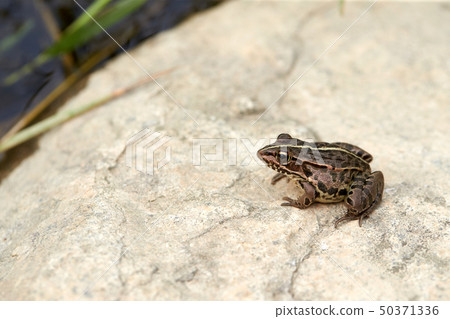 frog frog 50371336