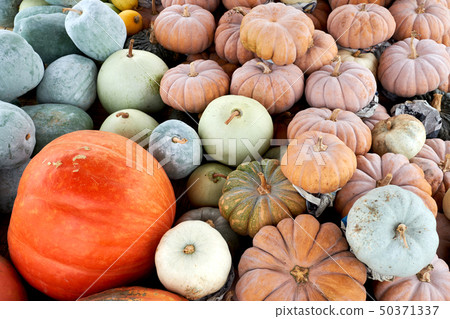 pumpkin pumpkin 50371337