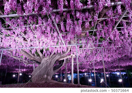Ashikaga City Ashikaga Flower Park Yaeguro Ryuto's light up 50371664
