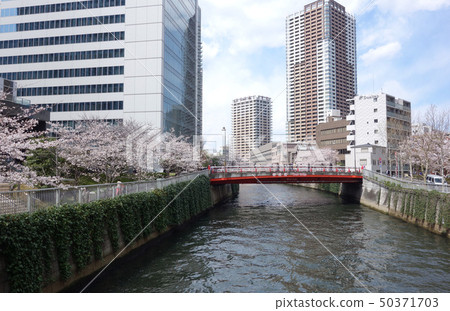 Cherry blossoms of Meguro River (Onari Bridge seen from Suzu's footbridge) 50371703