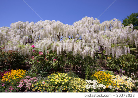 足利市足利花卉公園Shirato 50372028