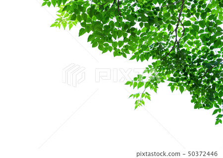 Green leaves pattern isolated on white background Green leaves pattern isolated on white background 50372446