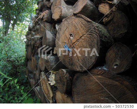Lubo deer wandering on a log Lubo deer wandering on a log 50372530