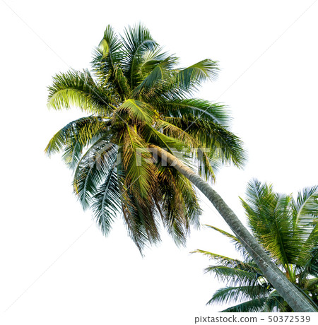 coconut tree bending Isolated on White background 50372539