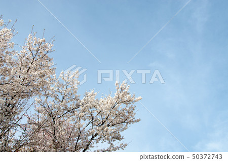 Cherry blossoms and sky 50372743