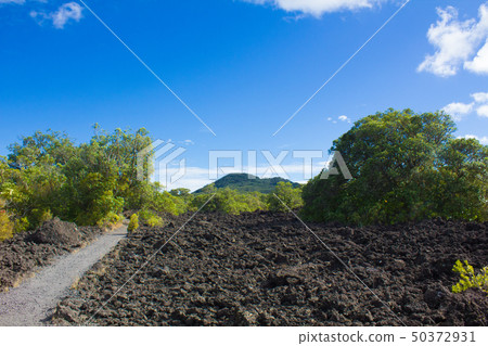Rangitoto Island mountain road 50372931