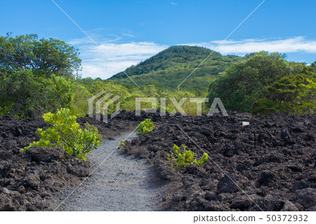 Rangitoto Island mountain road Rangitoto Island mountain road 50372932