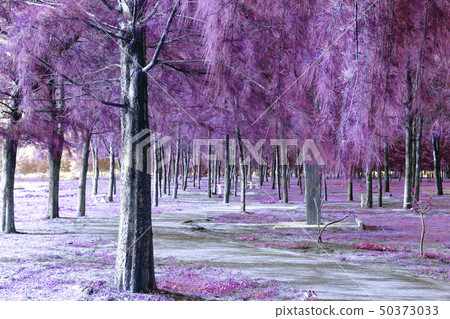Pine forest with walkway,purple effect filter Pine forest with walkway,purple effect filter 50373033