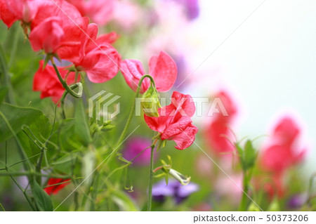 五顏六色的甜豌豆 五顏六色的甜豌豆 50373206