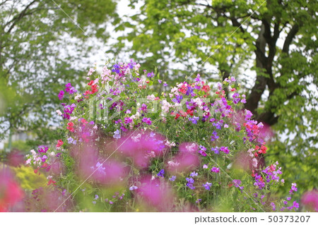 五顏六色的甜豌豆 50373207