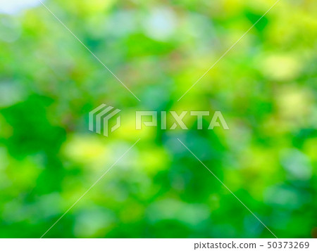 Abstract forest bokeh background 50373269