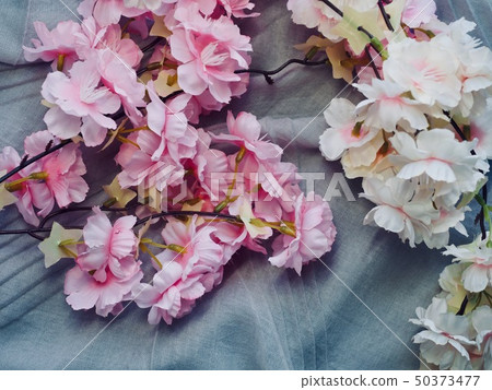 棉織物和櫻花背景 50373477