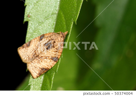 Creatures Insect Chanokokakumonhamaki, it seems that there is a similar species, but the pattern is clearly seen from Chiba ... 1 Creatures Insect Chanokokakumonhamaki, it seems that there is a similar species, but the pattern is clearly seen from Chiba ... 1 50374004