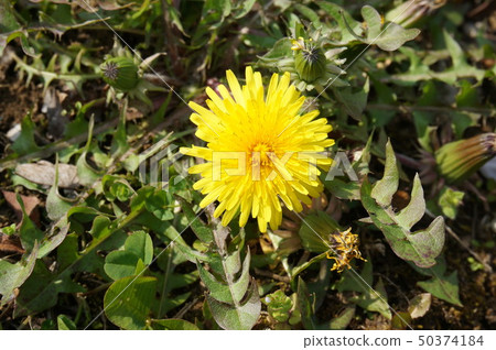 蒲公英 蒲公英 50374184