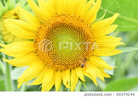A photo taken with a close-up of a yellow flower (headed inflorescence) with sunflower bees in a sunflower field 50374244