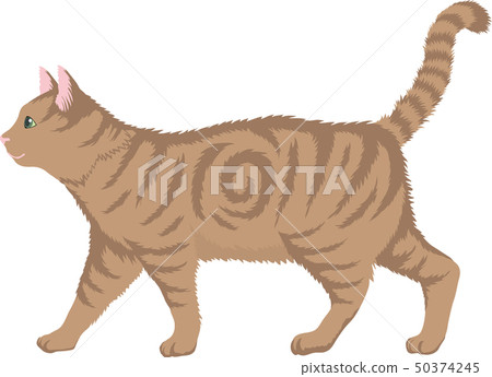 American short hair 50374245