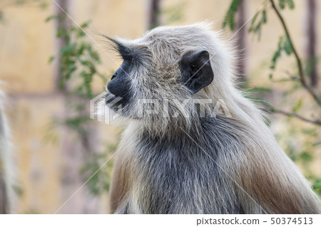 Portrait of Gray langur monkey in Amber fort. Portrait of Gray langur monkey in Amber fort. 50374513