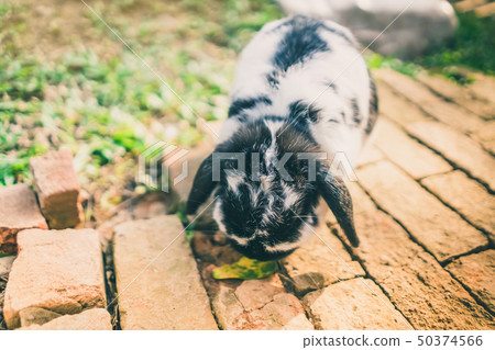 The cute rabbit is resting in the afternoon. 50374566