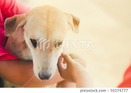 Teenage girl in pink shirt greeting her brown dog 50374777