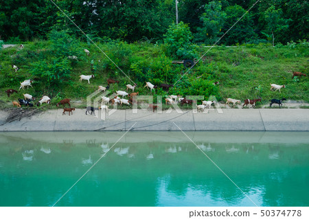 Herd of Goats walk to find eating  50374778