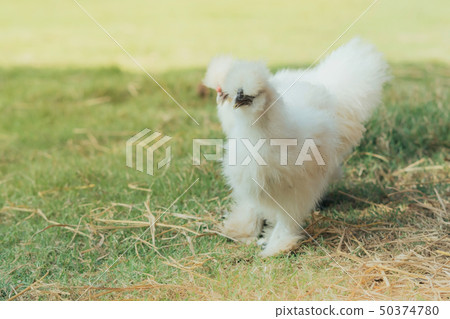 A white silkie hens walk and finding food A white silkie hens walk and finding food 50374780
