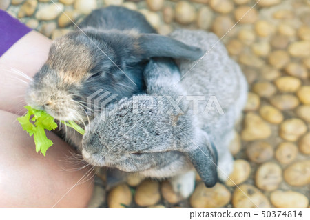 Women feeding food rabbit with a small vegetable 50374814