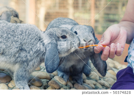 Women feeding food rabbit with a small carrot 50374828