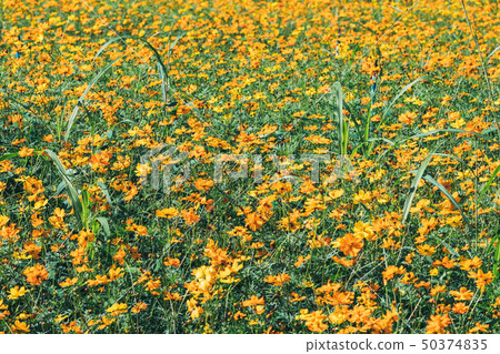 A Cluster of Cosmic Yellow Cosmos Flower 50374835