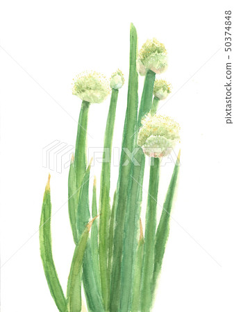 Watercolor flowering of leaf green onion Watercolor flowering of leaf green onion 50374848