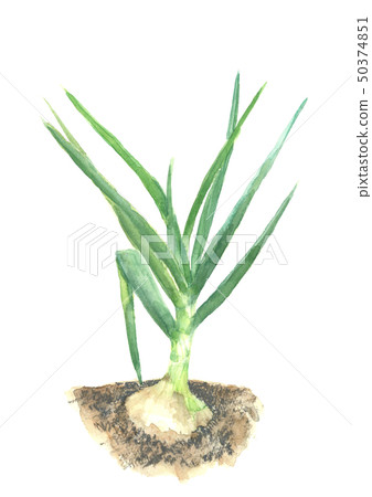 水彩洋蔥生葉的領域 水彩洋蔥生葉的領域 50374851