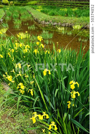 町田市的Yakushi池塘公園在5月 50374852