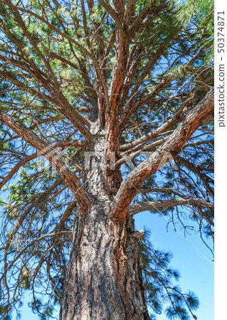Pine tree stem and branches on blue sky 50374871
