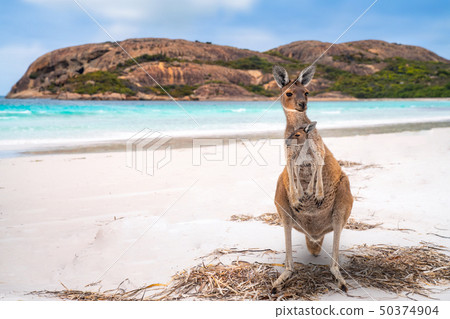 Kangaroo family, mother and baby in bag at Lucky B 50374904