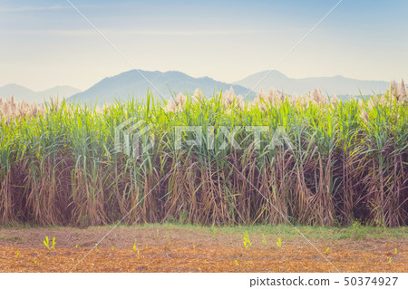 Scenery of Sugar-cane flower to the breeze Scenery of Sugar-cane flower to the breeze 50374927