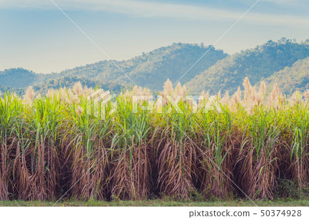 Scenery of Sugar-cane flower to the breeze  50374928