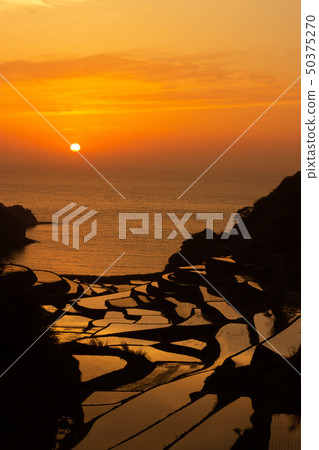 Sunset of the rice terrace of Hamanoura 50375270