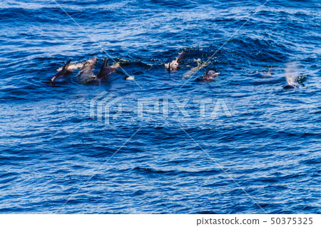 Long-Finned Pilot Whales in the Southern Atlantic Ocean 50375325