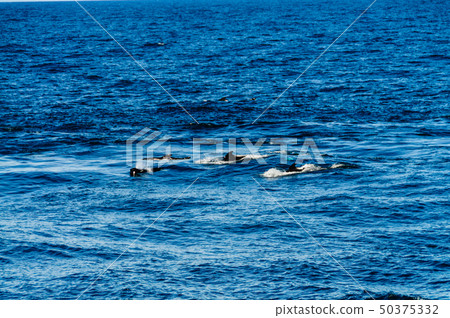 Long-Finned Pilot Whales in the Southern Atlantic Ocean 50375332