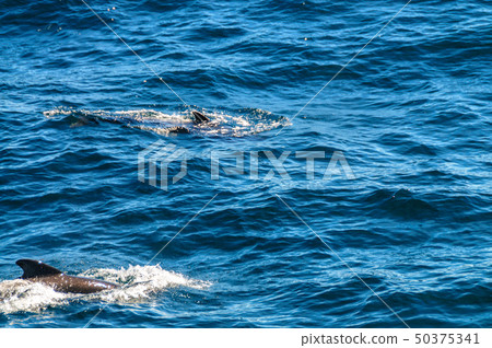 Long-Finned Pilot Whales in the Southern Atlantic Ocean 50375341