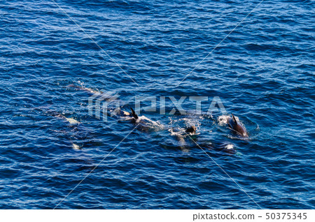 Long-Finned Pilot Whales in the Southern Atlantic Ocean 50375345
