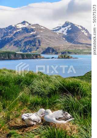 Two Wandering Albatrosses on their Nest 50375373